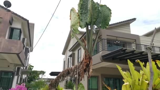 Tige Longue Haute Éléphant Alocasie Plante Oreille — Video