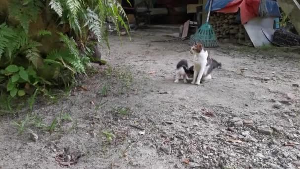 Hauskatzen Ruhen Sich Auf Dem Boden Aus — Stockvideo