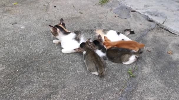 国内の野外猫が地面に眠っていて — ストック動画