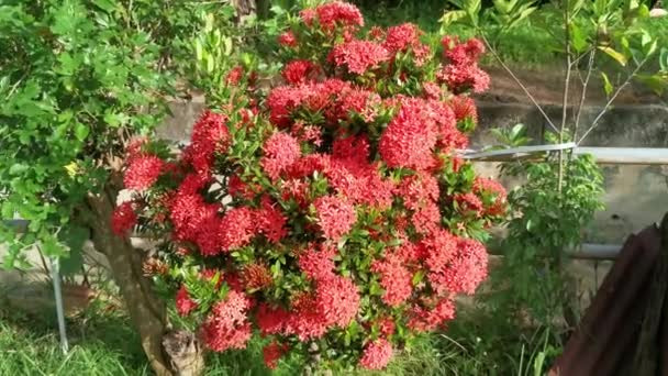 Ματζέντα Χρωματιστό Λουλούδι Ixora Chinensis — Αρχείο Βίντεο