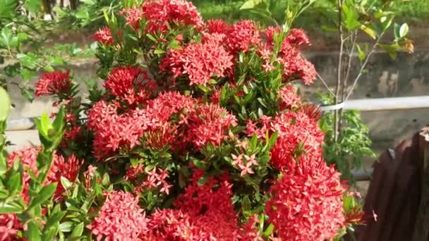 Bíbor Színű Ixora Chinensis Virág — Stock videók