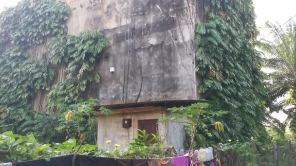 Bushy Monstera Deliciosa Plant Crawling Throughout Exterior Building Wall — Stock Video