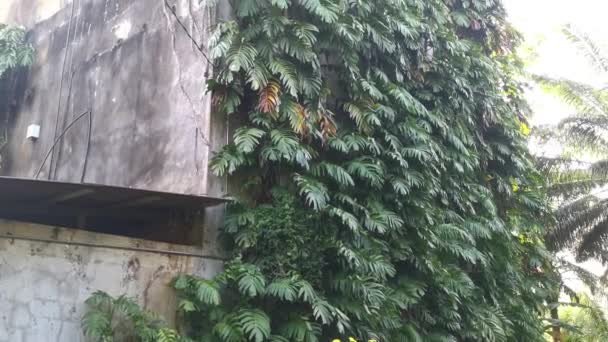 Cespuglioso Monstera Deliciosa Pianta Strisciare Attraverso Muro Esterno Dell Edificio — Video Stock