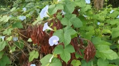 Vahşi mavi ipomoea İndika bitkisi çalı çayırında