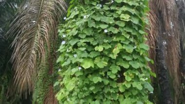 Vahşi mavi ipomoea İndika bitkisi çalı çayırında