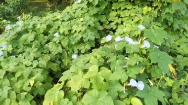 Vahşi mavi ipomoea İndika bitkisi çalı çayırında