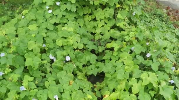 Wilde Blauwe Ipomoea Indica Plant Bij Bossige Weide — Stockvideo