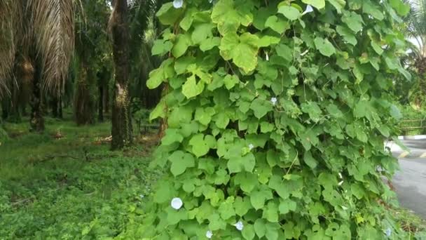 Wilde Blauwe Ipomoea Indica Plant Bij Bossige Weide — Stockvideo