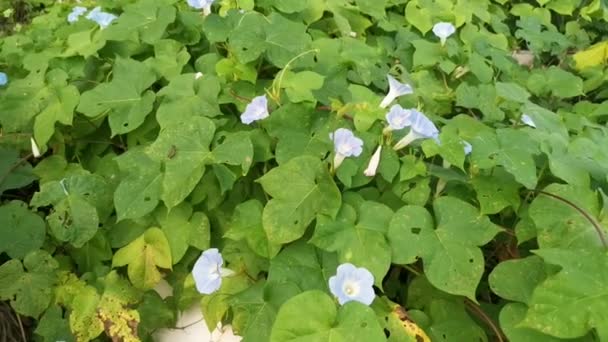 Planta Ipomoea Indica Azul Salvaje Prado Tupido — Vídeos de Stock