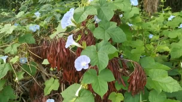 Άγρια Μπλε Υπομόια Indica Φυτό Στο Θαμνώδες Λιβάδι — Αρχείο Βίντεο