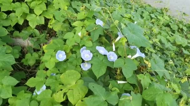 Wilde Blauwe Ipomoea Indica Plant Bij Bossige Weide — Stockvideo