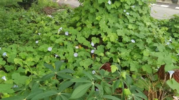 Wilde Blauwe Ipomoea Indica Plant Bij Bossige Weide — Stockvideo