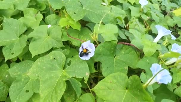 Planta Ipomoea Indica Azul Salvaje Prado Tupido — Vídeos de Stock