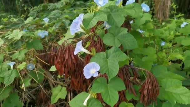 Wilde Blauwe Ipomoea Indica Plant Bij Bossige Weide — Stockvideo