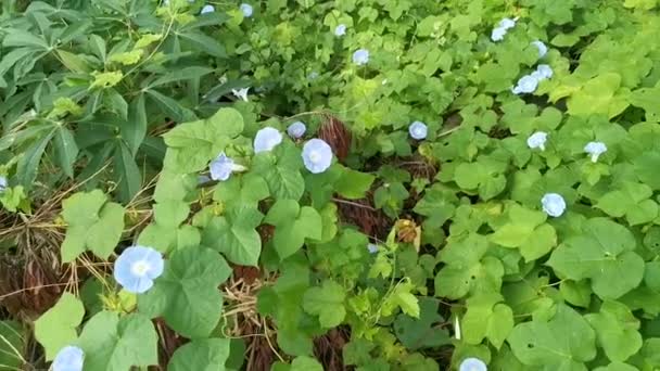 Wilde Blauwe Ipomoea Indica Plant Bij Bossige Weide — Stockvideo