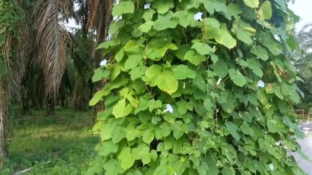 Дикая Голубая Ipomoea Индийская Растение Густом Лугу — стоковое видео
