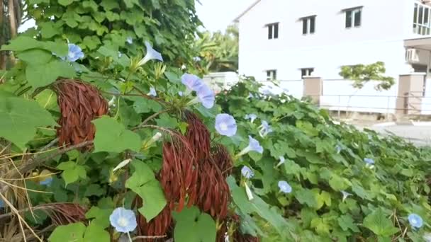 Wilde Blauwe Ipomoea Indica Plant Bij Bossige Weide — Stockvideo