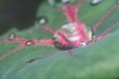Sulu yaprakların yüzeyinde çok fazla su damlası var.