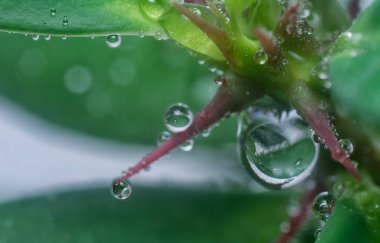 Sulu yaprakların yüzeyinde çok fazla su damlası var.