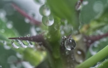 Sulu yaprakların yüzeyinde çok fazla su damlası var.