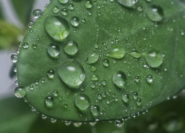 Sulu yaprakların yüzeyinde çok fazla su damlası var.