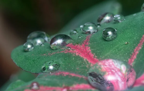 Viele Wassertropfen Auf Der Oberfläche Der Saftigen Blätter — Stockfoto