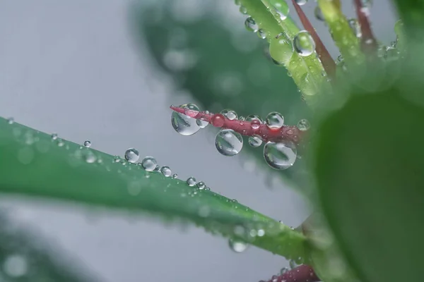 Viele Wassertropfen Auf Der Oberfläche Der Saftigen Blätter — Stockfoto