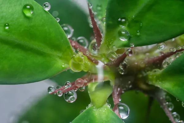 Many Waterdrops Surface Succulent Leaves — Stock Photo, Image