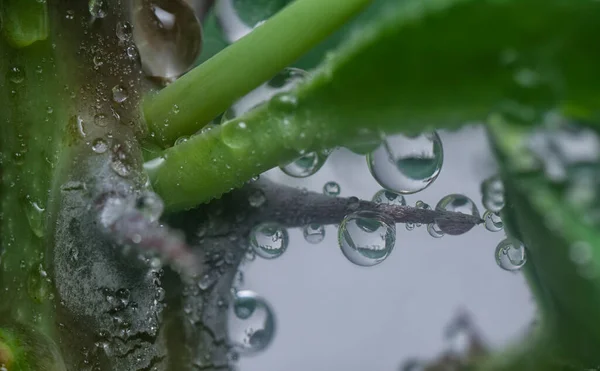 Viele Wassertropfen Auf Der Oberfläche Der Saftigen Blätter — Stockfoto