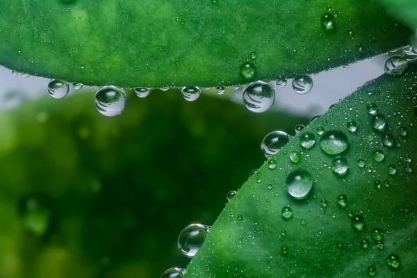 Many Waterdrops Surface Succulent Leaves — Stock Photo, Image