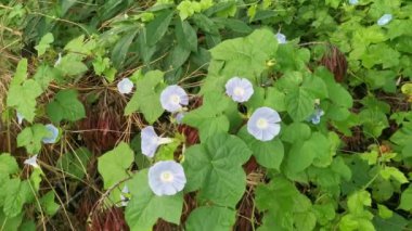 Vahşi mavi ipomoea İndika bitkisi çalı çayırında