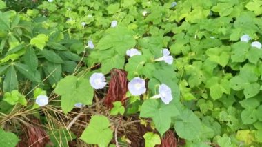 Vahşi mavi ipomoea İndika bitkisi çalı çayırında