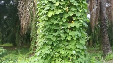 Vahşi mavi ipomoea İndika bitkisi çalı çayırında