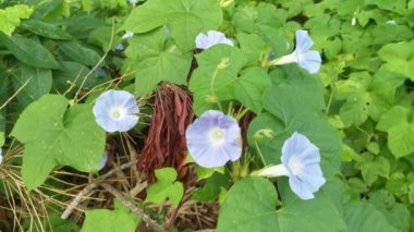Vahşi mavi ipomoea İndika bitkisi çalı çayırında