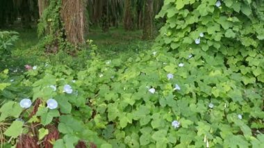 Vahşi mavi ipomoea İndika bitkisi çalı çayırında