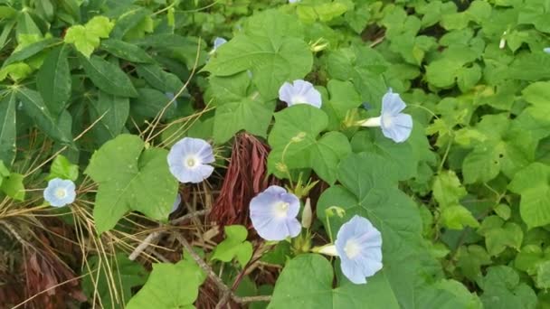 Pianta Selvatica Ipomoea Indica Blu Nel Prato Cespuglioso — Video Stock