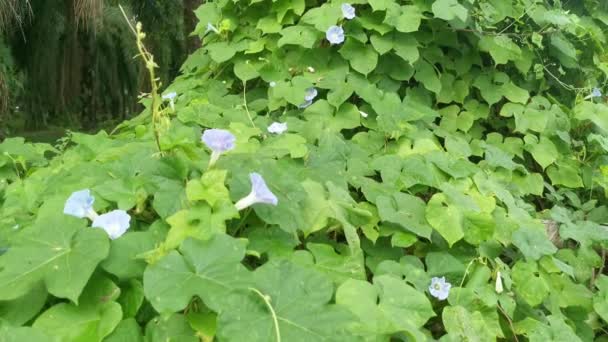 Дикая Голубая Ipomoea Индийская Растение Густом Лугу — стоковое видео