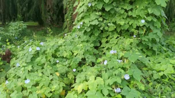 Άγρια Μπλε Υπομόια Indica Φυτό Στο Θαμνώδες Λιβάδι — Αρχείο Βίντεο