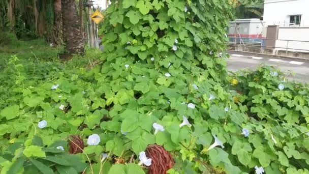 Wilde Blauwe Ipomoea Indica Plant Bij Bossige Weide — Stockvideo