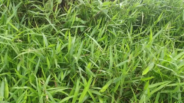 Wild Green Bushy Cyrtococcum Patens Grass — Stock Video