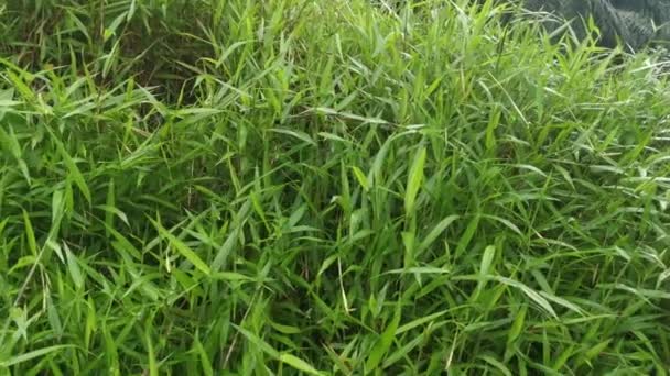 Sauvage Vert Buissonnante Cyrtococcum Patens Herbe — Video