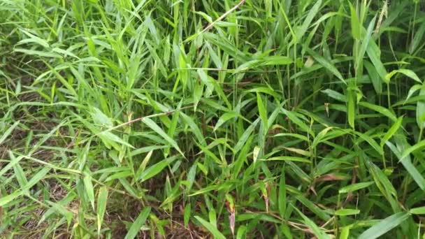 Wild Green Bushy Cyrtococcum Patens Grass — Stock Video