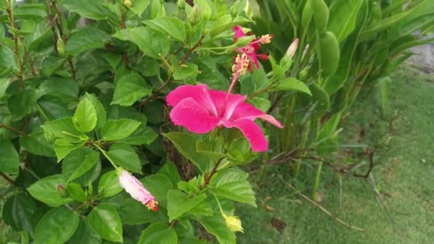 Flor Hermosa Del Hibisco Rojo Que Florece — Vídeos de Stock