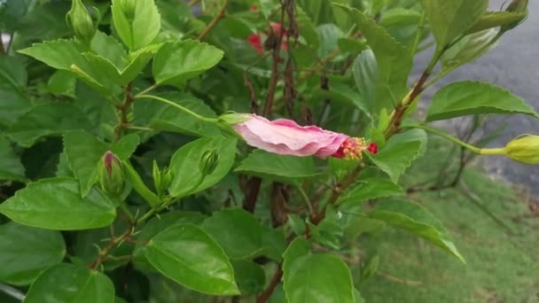 Flor Hermosa Del Hibisco Rojo Que Florece — Vídeo de stock