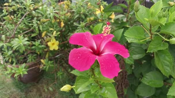 Flor Hermosa Del Hibisco Rojo Que Florece — Vídeos de Stock