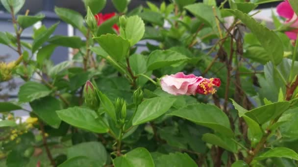 Frumoasa Floare Hibiscus Rosu Infloritoare — Videoclip de stoc