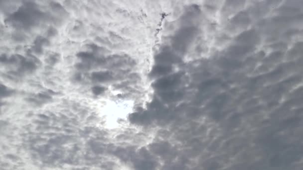 乌云密布的晨空笼罩着树梢 — 图库视频影像