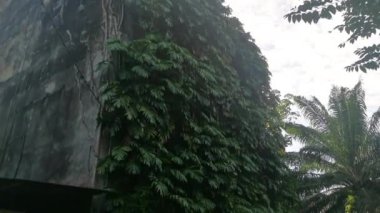 Çalı canavarı deliciosa bitkisi dış bina duvarında sürünüyor..