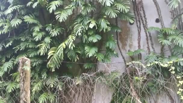 外壁を這うブッシーなモンスターのおいしい植物 — ストック動画