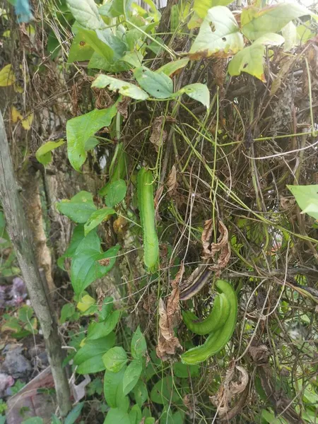 Climbing Green Four Angled Bean Fence — Stock Photo, Image